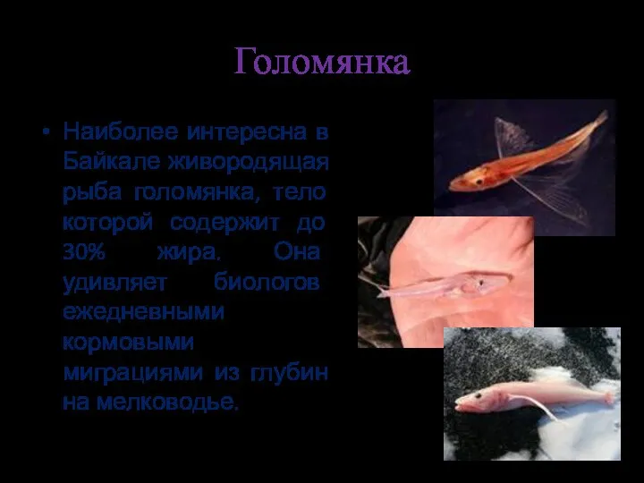 Голомянка Наиболее интересна в Байкале живородящая рыба голомянка, тело которой