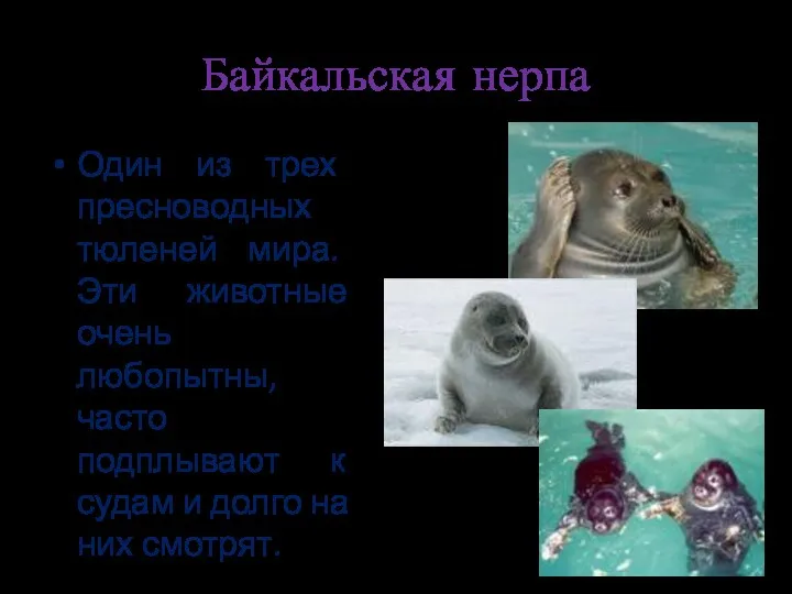 Байкальская нерпа Один из трех пресноводных тюленей мира. Эти животные