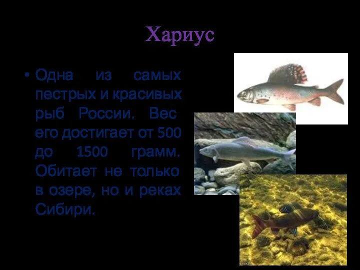 Хариус Одна из самых пестрых и красивых рыб России. Вес