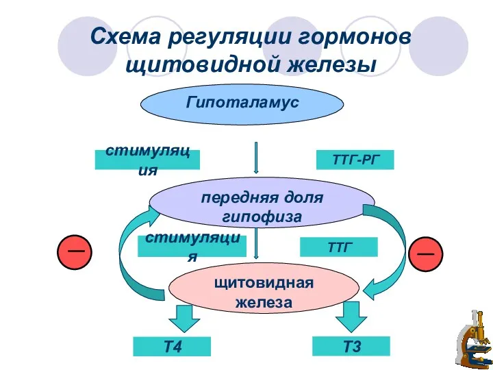 Схема регуляции гормонов щитовидной железы Гипоталамус передняя доля гипофиза щитовидная железа Т3 стимуляция