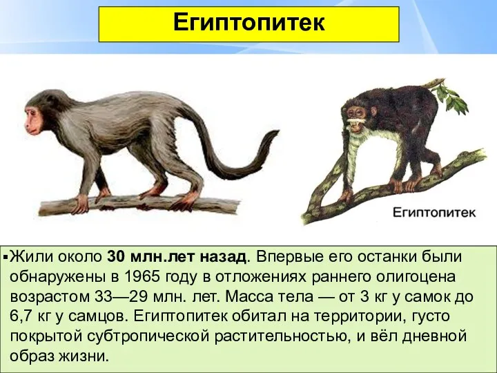 Египтопитек Жили около 30 млн.лет назад. Впервые его останки были