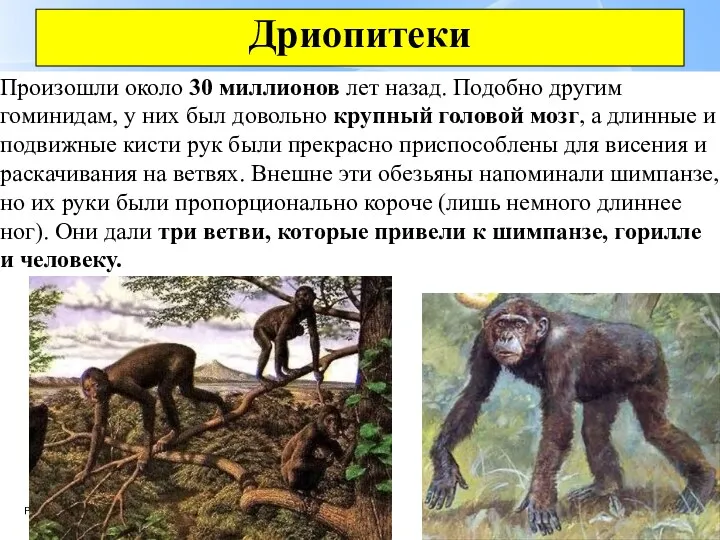 Дриопитеки Произошли около 30 миллионов лет назад. Подобно другим гоминидам,