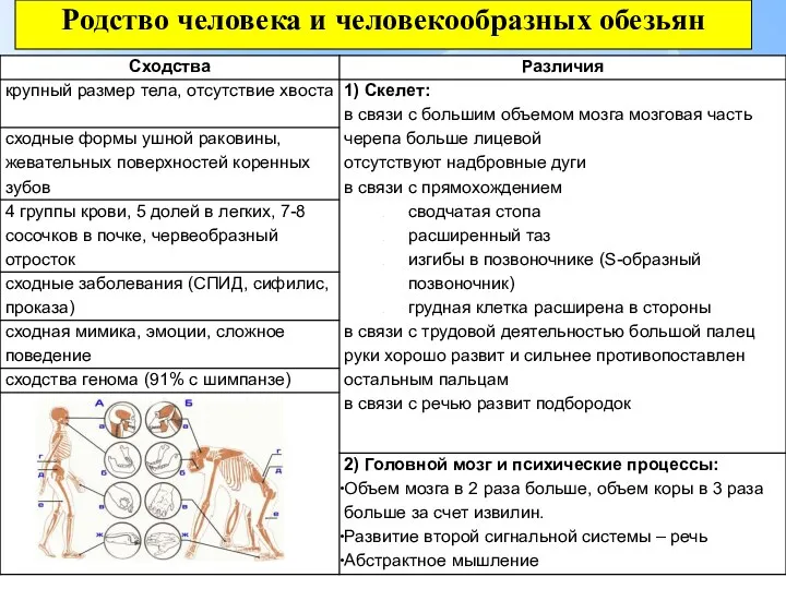 Родство человека и человекообразных обезьян