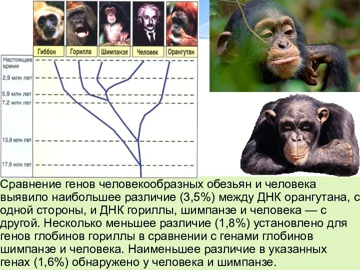 Сравнение генов человекообразных обезьян и человека выявило наибольшее различие (3,5%)