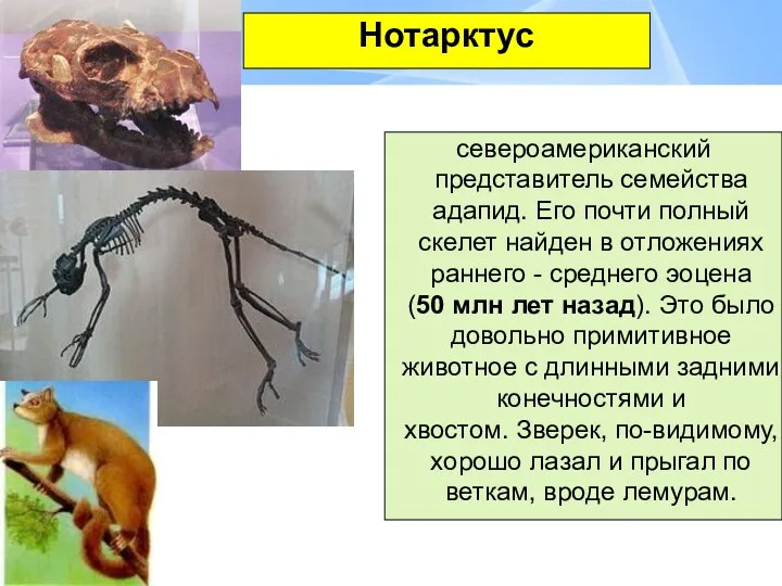 североамериканский представитель семейства адапид. Его почти полный скелет найден в