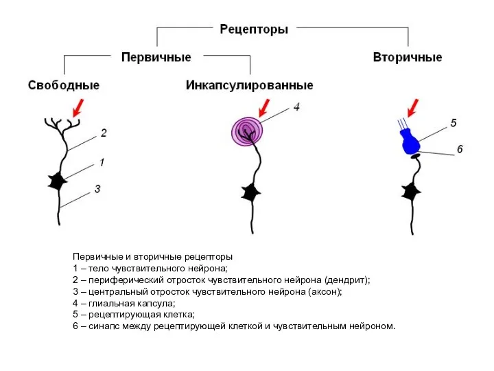 Первичные и вторичные рецепторы 1 – тело чувствительного нейрона; 2