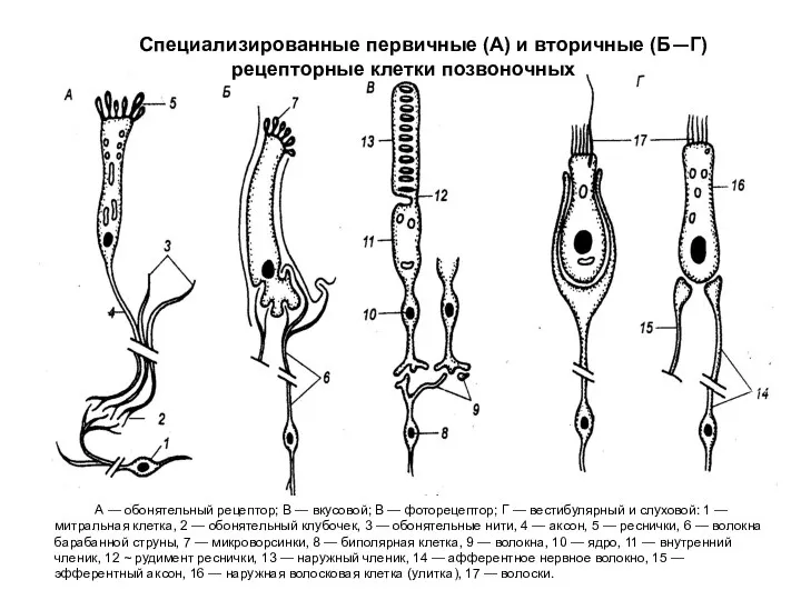 А — обонятельный рецептор; В — вкусовой; В — фоторецептор;