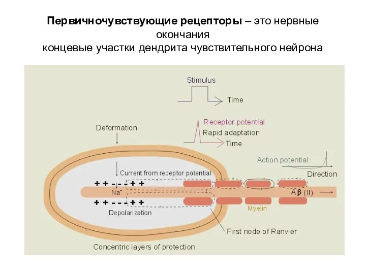 Первичночувствующие рецепторы – это нервные окончания концевые участки дендрита чувствительного нейрона