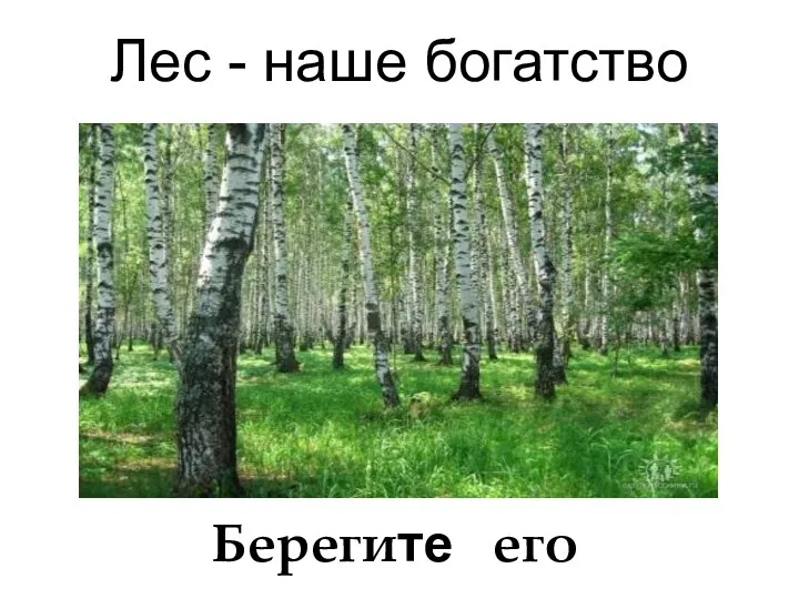 Лес - наше богатство Берегите его