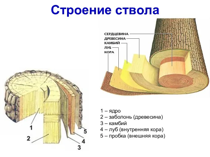 Строение ствола 1 – ядро 2 – заболонь (древесина) 3