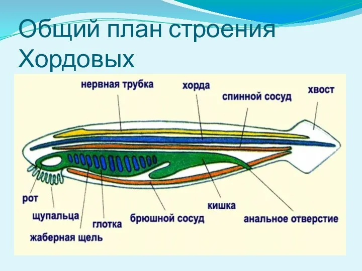 Общий план строения Хордовых