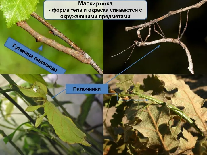 Маскировка - форма тела и окраска сливаются с окружающими предметами Гусеница пяденицы Палочники