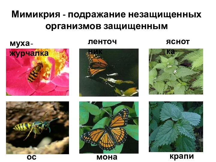 муха-журчалка оса ленточник монарх яснотка крапива Мимикрия - подражание незащищенных организмов защищенным