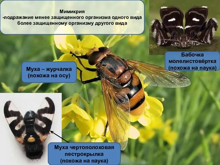 Муха чертополоховая пестрокрылка (похожа на паука) Мимикрия -подражание менее защищенного