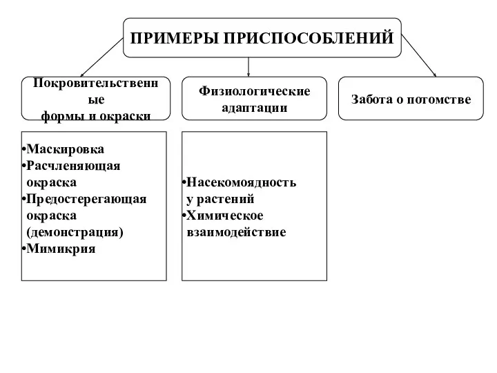 ПРИМЕРЫ ПРИСПОСОБЛЕНИЙ Покровительственные формы и окраски Физиологические адаптации Забота о