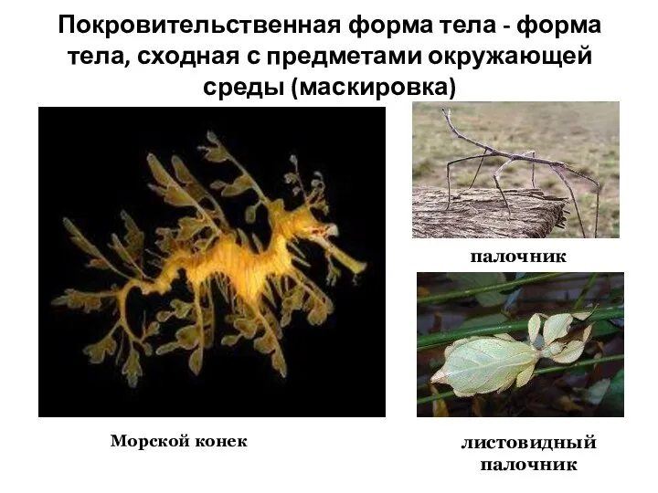 Покровительственная форма тела - форма тела, сходная с предметами окружающей