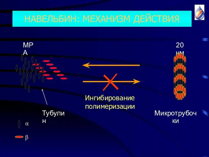 Ингибирование полимеризации Тубулин MPA Микротрубочки 20 нм НАВЕЛЬБИН: МЕХАНИЗМ ДЕЙСТВИЯ