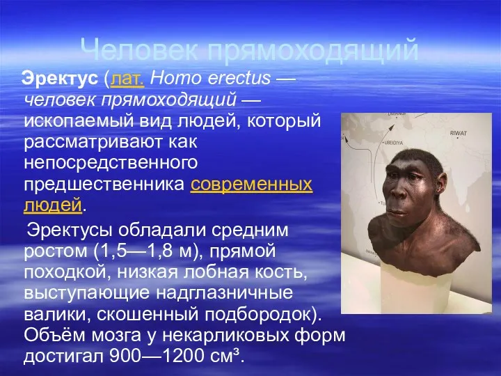 Человек прямоходящий Эректус (лат. Homo erectus — человек прямоходящий — ископаемый вид людей,