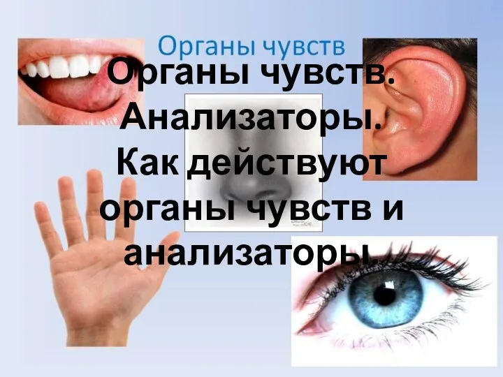 Органы чувств. Анализаторы. Как действуют органы чувств и анализаторы.