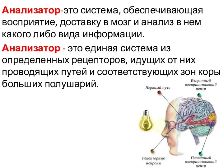 Анализатор-это система, обеспечивающая восприятие, доставку в мозг и анализ в нем какого либо