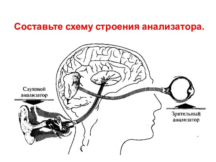 Составьте схему строения анализатора.