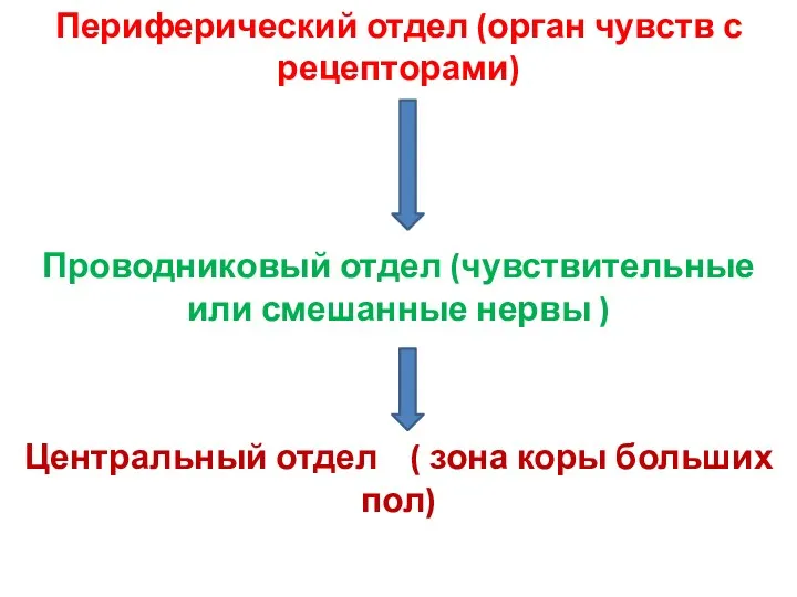 Периферический отдел (орган чувств с рецепторами) Проводниковый отдел (чувствительные или