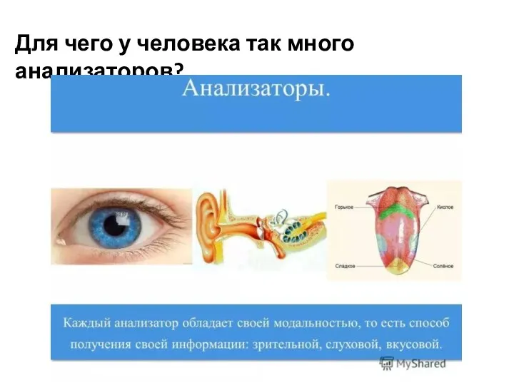 Для чего у человека так много анализаторов?