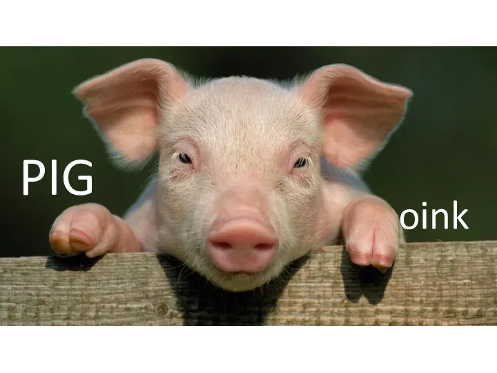 PIG oink