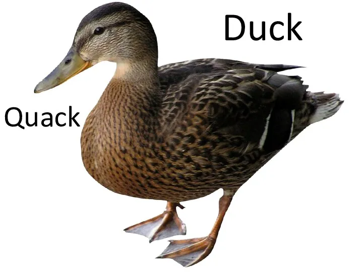 Quack Duck