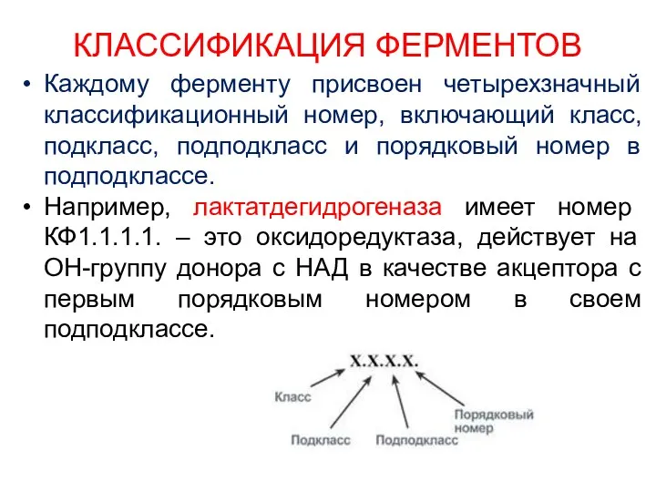 КЛАССИФИКАЦИЯ ФЕРМЕНТОВ Каждому ферменту присвоен четырехзначный классификационный номер, включающий класс,