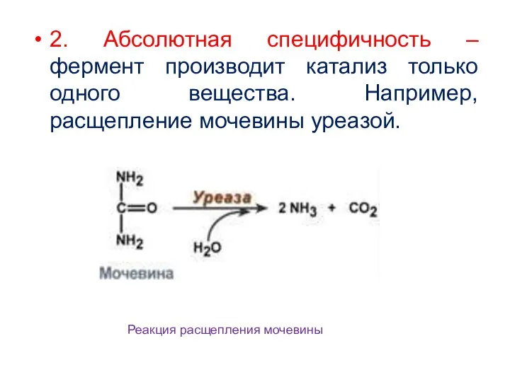 2. Абсолютная специфичность – фермент производит катализ только одного вещества.