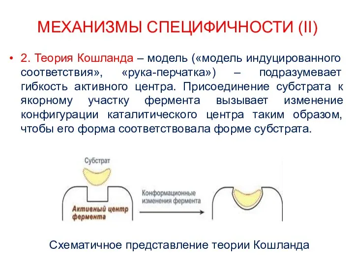 МЕХАНИЗМЫ СПЕЦИФИЧНОСТИ (II) 2. Теория Кошланда – модель («модель индуцированного