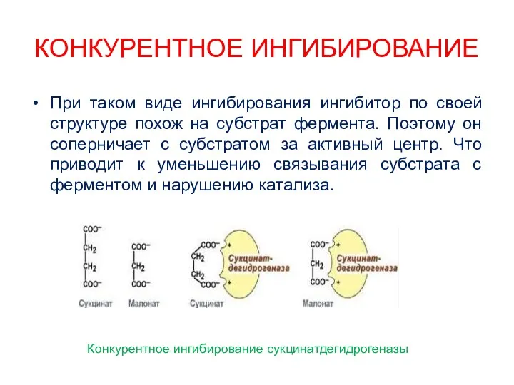 КОНКУРЕНТНОЕ ИНГИБИРОВАНИЕ При таком виде ингибирования ингибитор по своей структуре