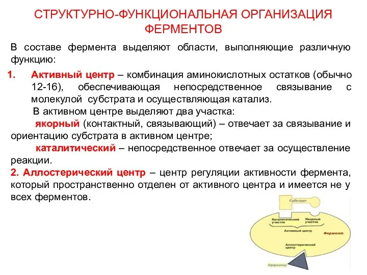 СТРУКТУРНО-ФУНКЦИОНАЛЬНАЯ ОРГАНИЗАЦИЯ ФЕРМЕНТОВ В составе фермента выделяют области, выполняющие различную