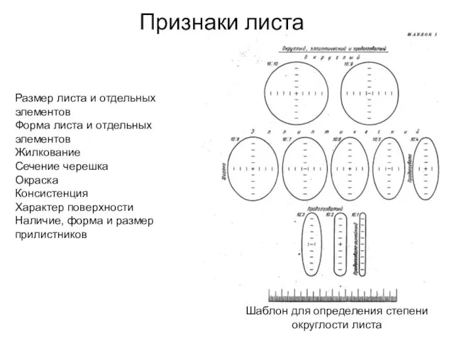 Признаки листа Размер листа и отдельных элементов Форма листа и