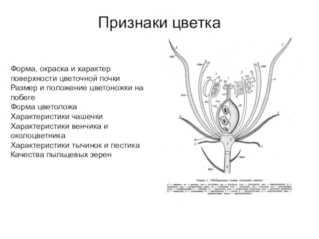 Признаки цветка Форма, окраска и характер поверхности цветочной почки Размер