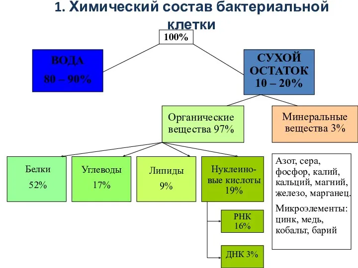 1. Химический состав бактериальной клетки 100% ВОДА 80 – 90% СУХОЙ ОСТАТОК 10