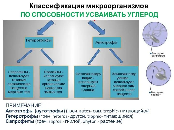 Классификация микроорганизмов ПРИМЕЧАНИЕ: Автотрофы (аутотрофы) (греч. autos- сам, trophic- питающийся) Гетеротрофы (греч. heteros-