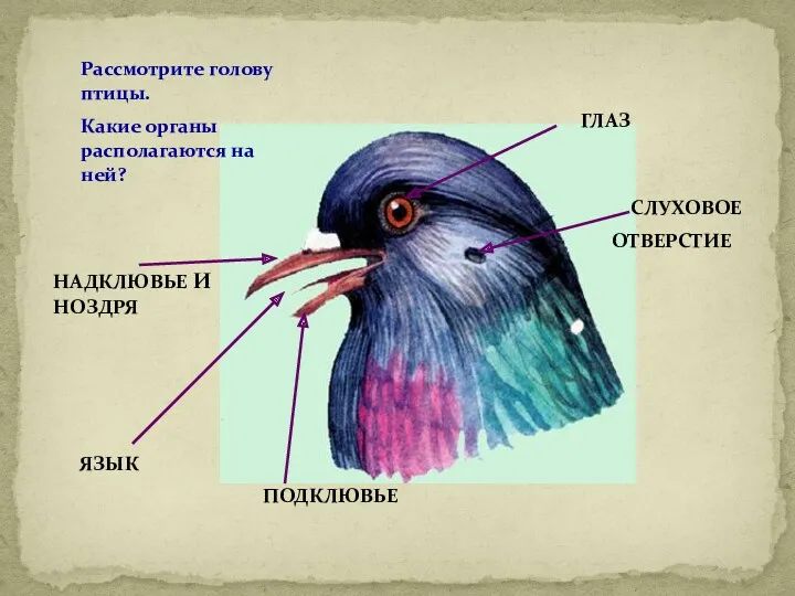 Рассмотрите голову птицы. Какие органы располагаются на ней? ГЛАЗ СЛУХОВОЕ ОТВЕРСТИЕ ПОДКЛЮВЬЕ ЯЗЫК НАДКЛЮВЬЕ И НОЗДРЯ