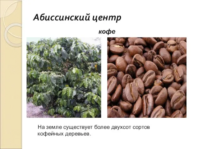 Абиссинский центр кофе На земле существует более двухсот сортов кофейных деревьев.