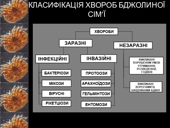 КЛАСИФІКАЦІЯ ХВОРОБ БДЖОЛИНОЇ СІМ’Ї