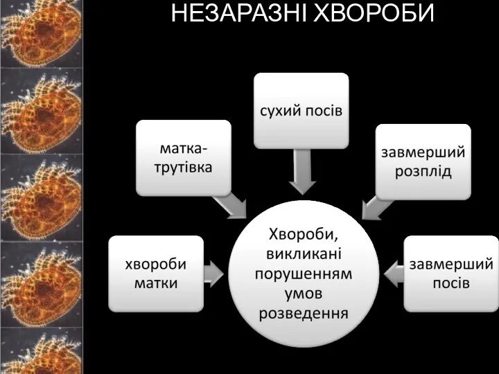 НЕЗАРАЗНІ ХВОРОБИ