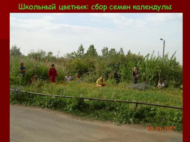 Школьный цветник: сбор семян календулы