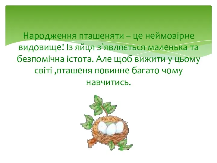 Народження пташеняти – це неймовірне видовище! Із яйця з`являється маленька