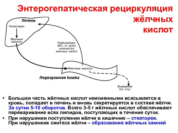 Энтерогепатическая рециркуляция жёлчных кислот Большая часть жёлчных кислот неизменными всасывается