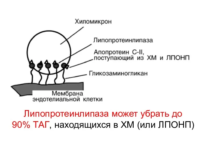 Липопротеинлипаза может убрать до 90% ТАГ, находящихся в ХМ (или ЛПОНП)