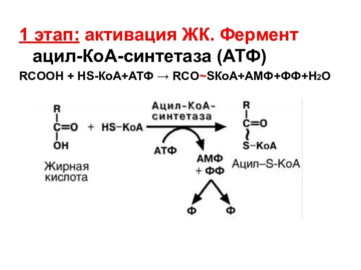 1 этап: активация ЖК. Фермент ацил-КоА-синтетаза (АТФ) RCOOH + HS-КоА+АТФ → RCO~SКоА+АМФ+ФФ+H2O