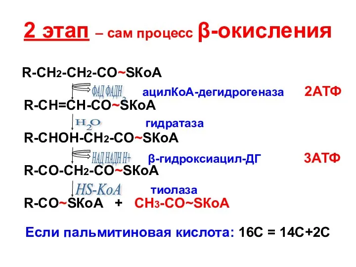 2 этап – сам процесс β-окисления R-CH2-CH2-CO~SКоА R-CH=CH-CO~SКоА R-CHОН-CH2-CO~SКоА R-CО-CH2-CO~SКоА