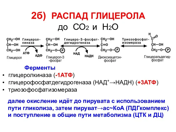 2б) РАСПАД ГЛИЦЕРОЛА до СО2 и Н2О Ферменты глицеролкиназа (-1АТФ)