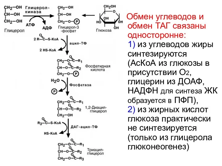 Обмен углеводов и обмен ТАГ связаны односторонне: 1) из углеводов